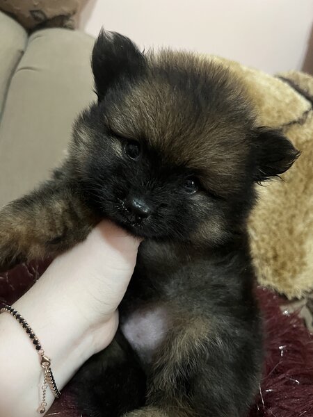 Pui pomeranian