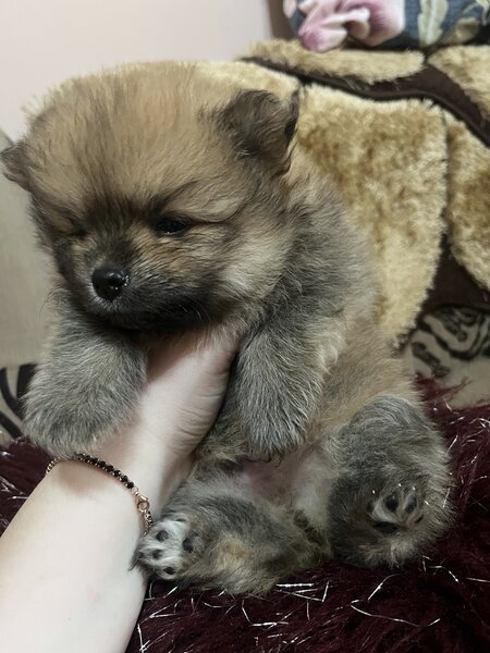 Pui pomeranian
