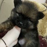 Pui pomeranian
