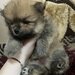 Pui pomeranian
